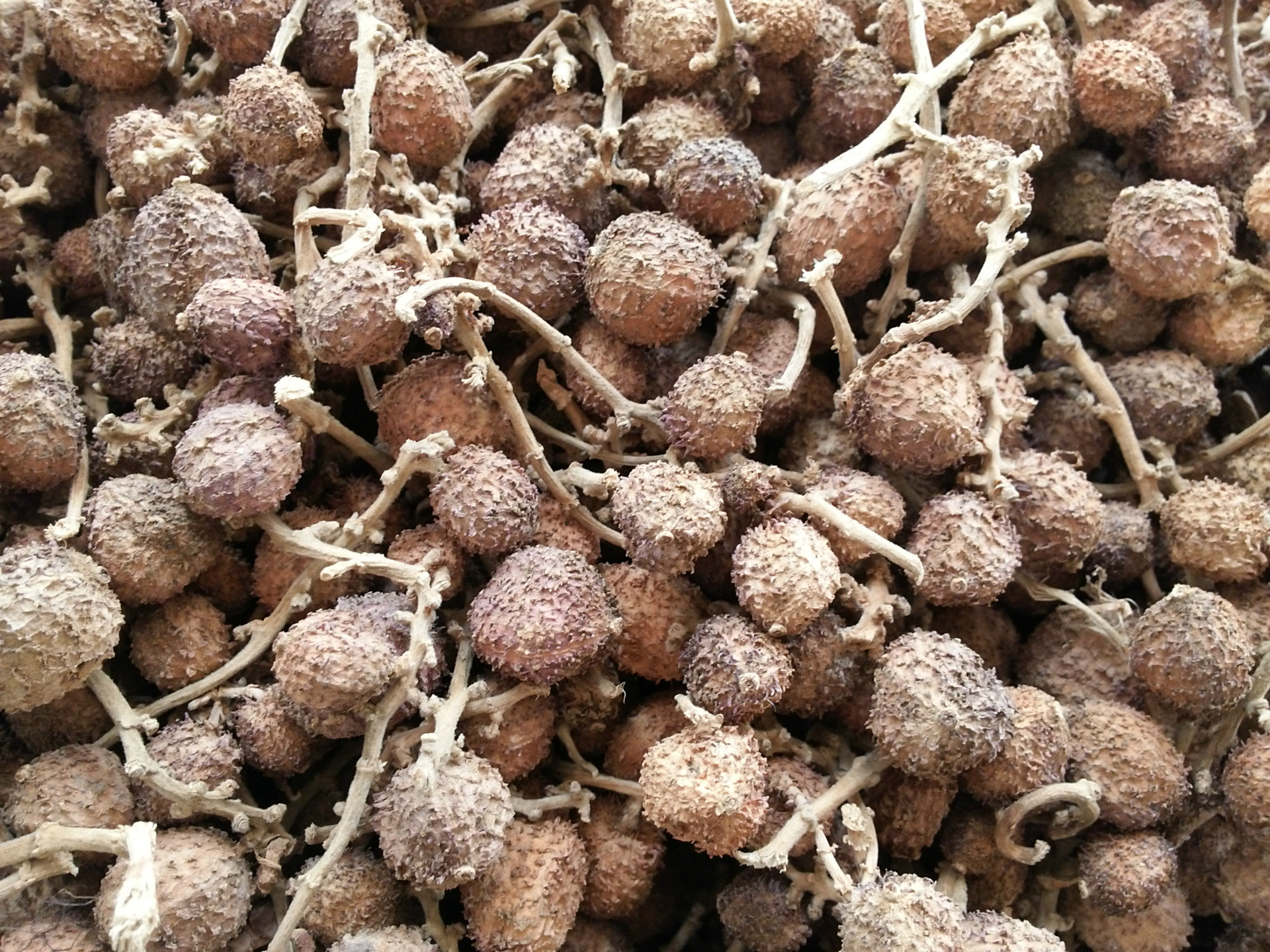 供应春砂仁正宗阳春砂仁