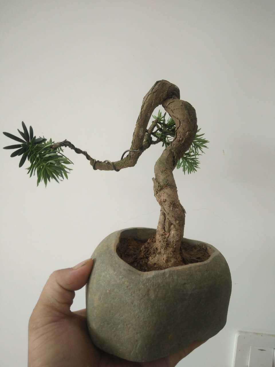 小叶罗汉松微型盆景,掌上盆景,小叶罗汉松造型盆景