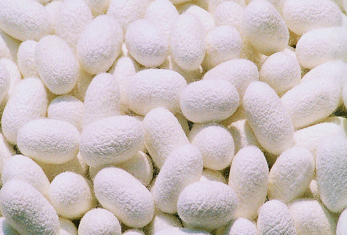 丝素粉 丝素蛋白粉 又名蚕丝蛋白粉 富含99% 蚕丝氨基酸 现货直销