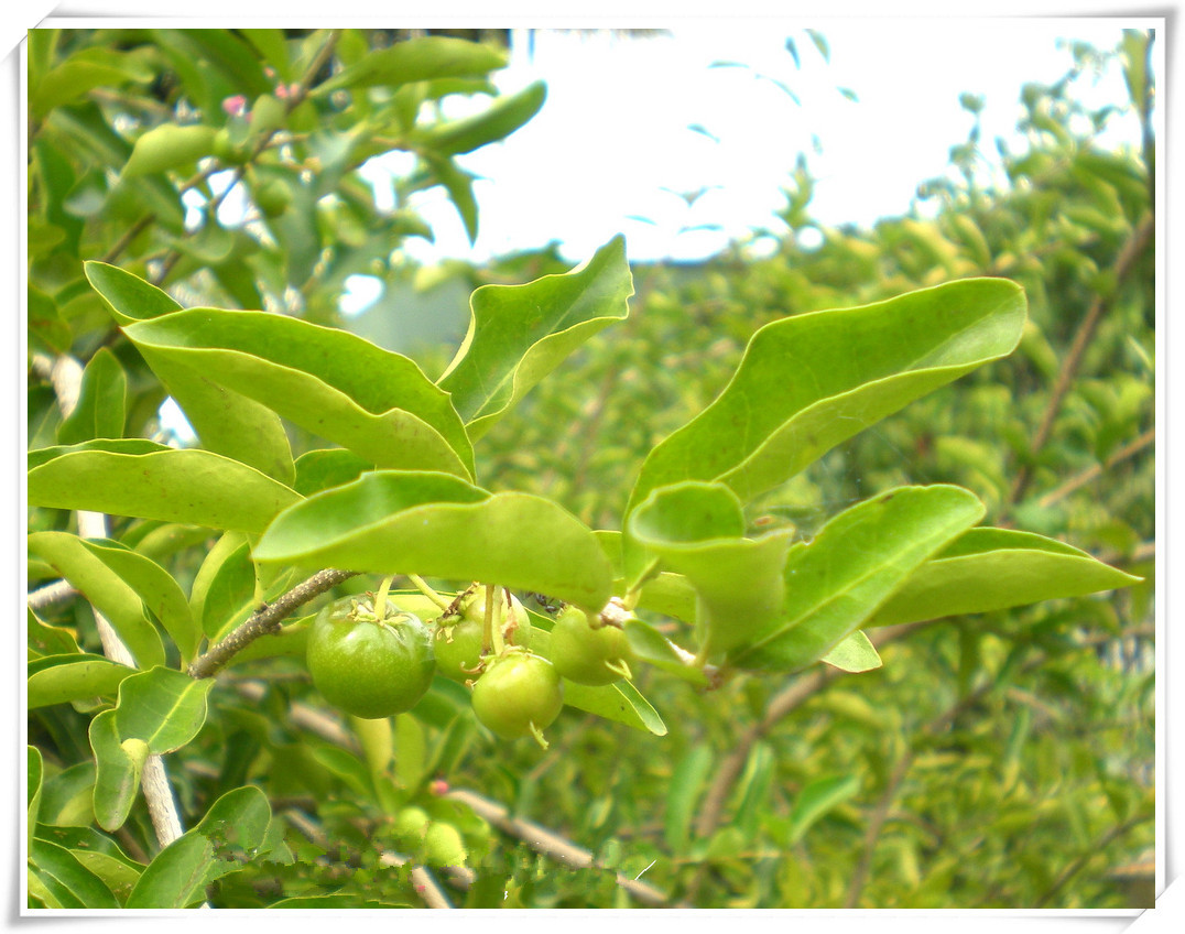 针叶樱桃提取物