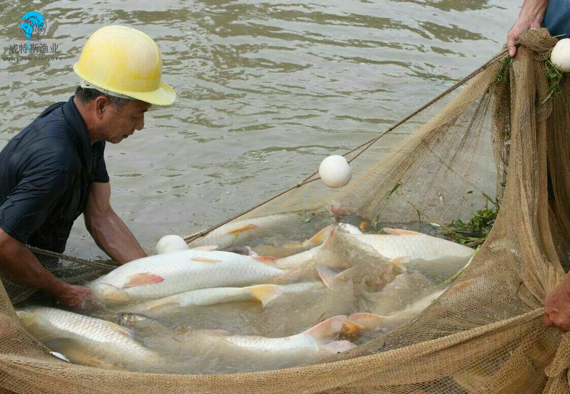 5---13斤草鱼 脆肉腕 广东省水产养殖户