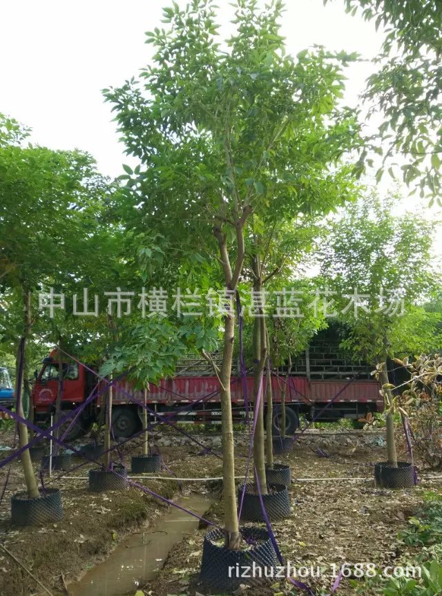 紫花风铃 假植苗 黄花风铃 袋苗 红花风铃 专营南方开花苗木 批发