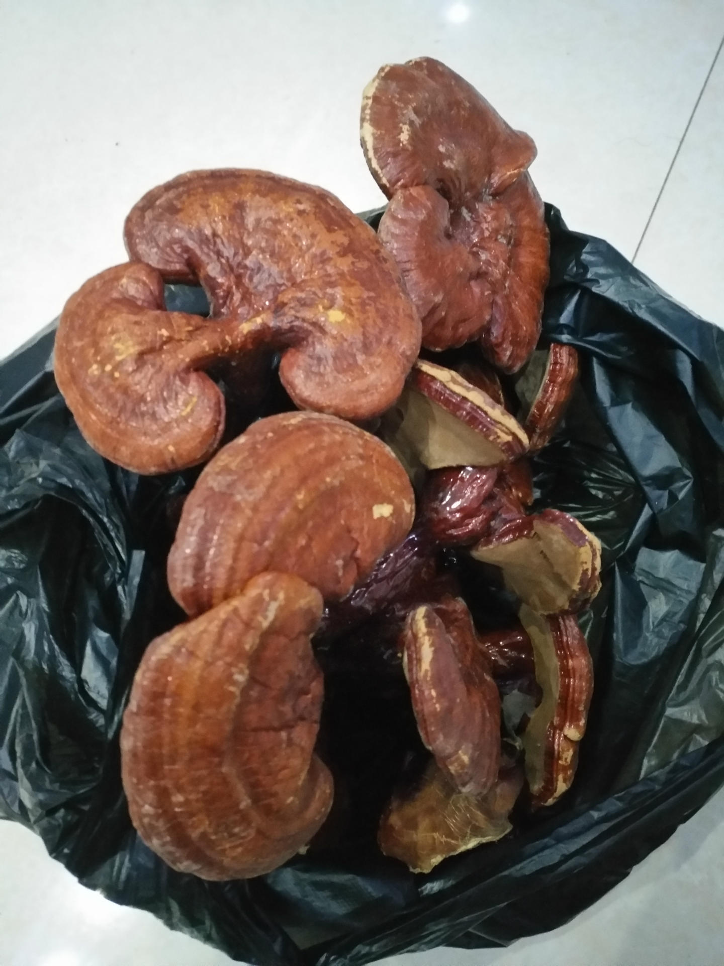 灵芝 吉林长白山赤灵芝 整枝平盖紫灵芝 滋补品批发