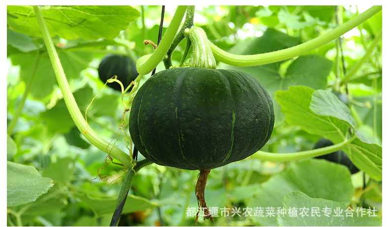 青南瓜 新鲜绿皮南瓜 自然熟蔬菜 健康蔬菜