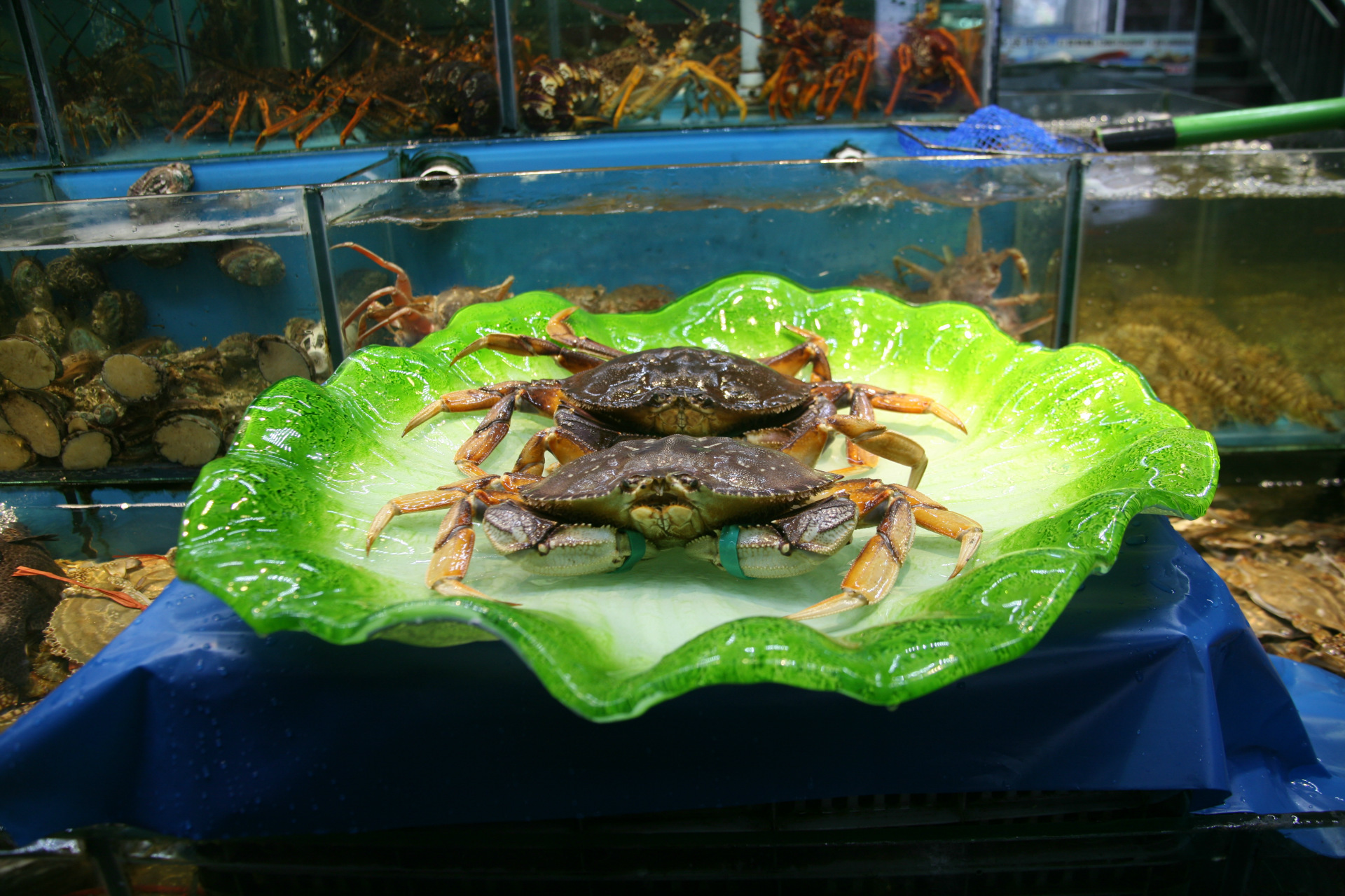 加拿大进口珍宝蟹批发 鲜活进口大螃蟹 海鲜水产珍宝蟹