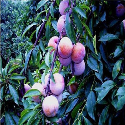 湖南供应上等优质的早美丽李子树苗 当年结果李子苗 品种齐全