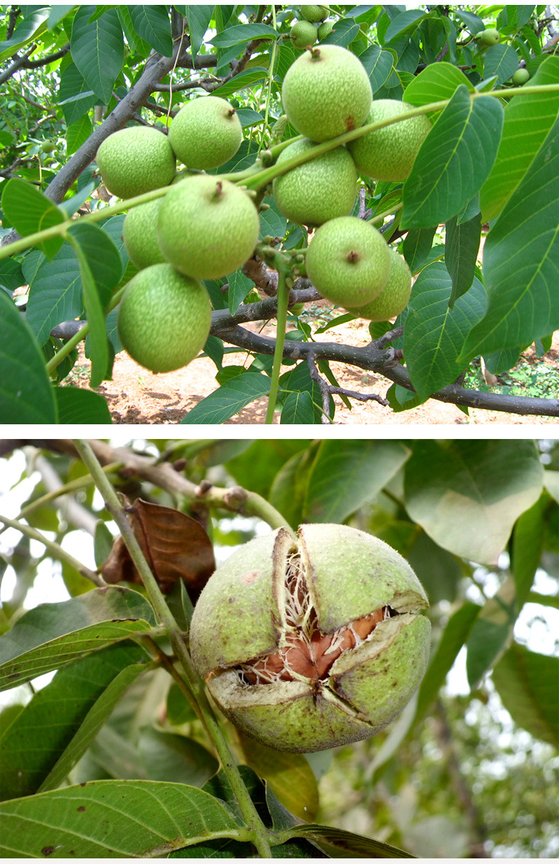 500克包邮秦岭新鲜山地核桃 野生核桃新鲜核桃薄纸皮大核桃