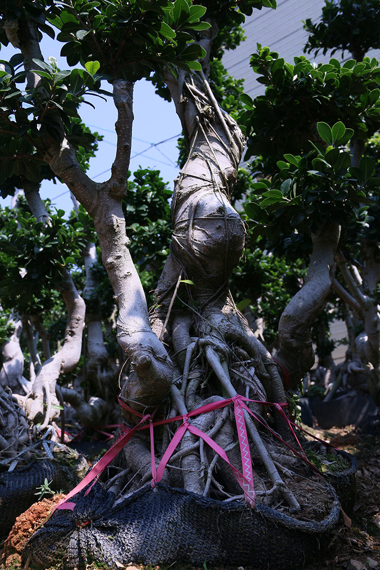 供应 园林绿化工程苗木 提根多头金钱榕树桩景盆栽 福建批发基地