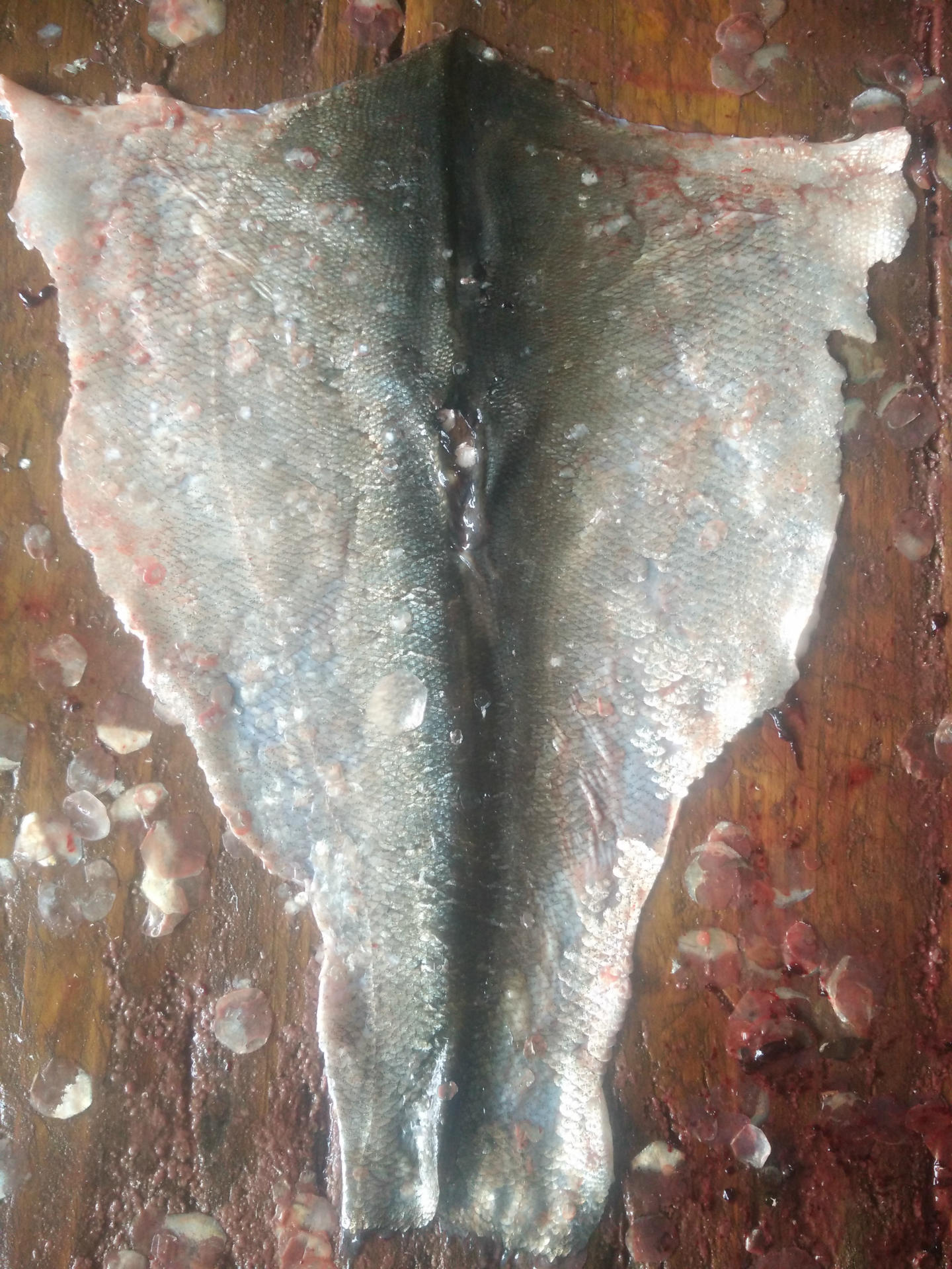 供应草鱼鳞鱼皮