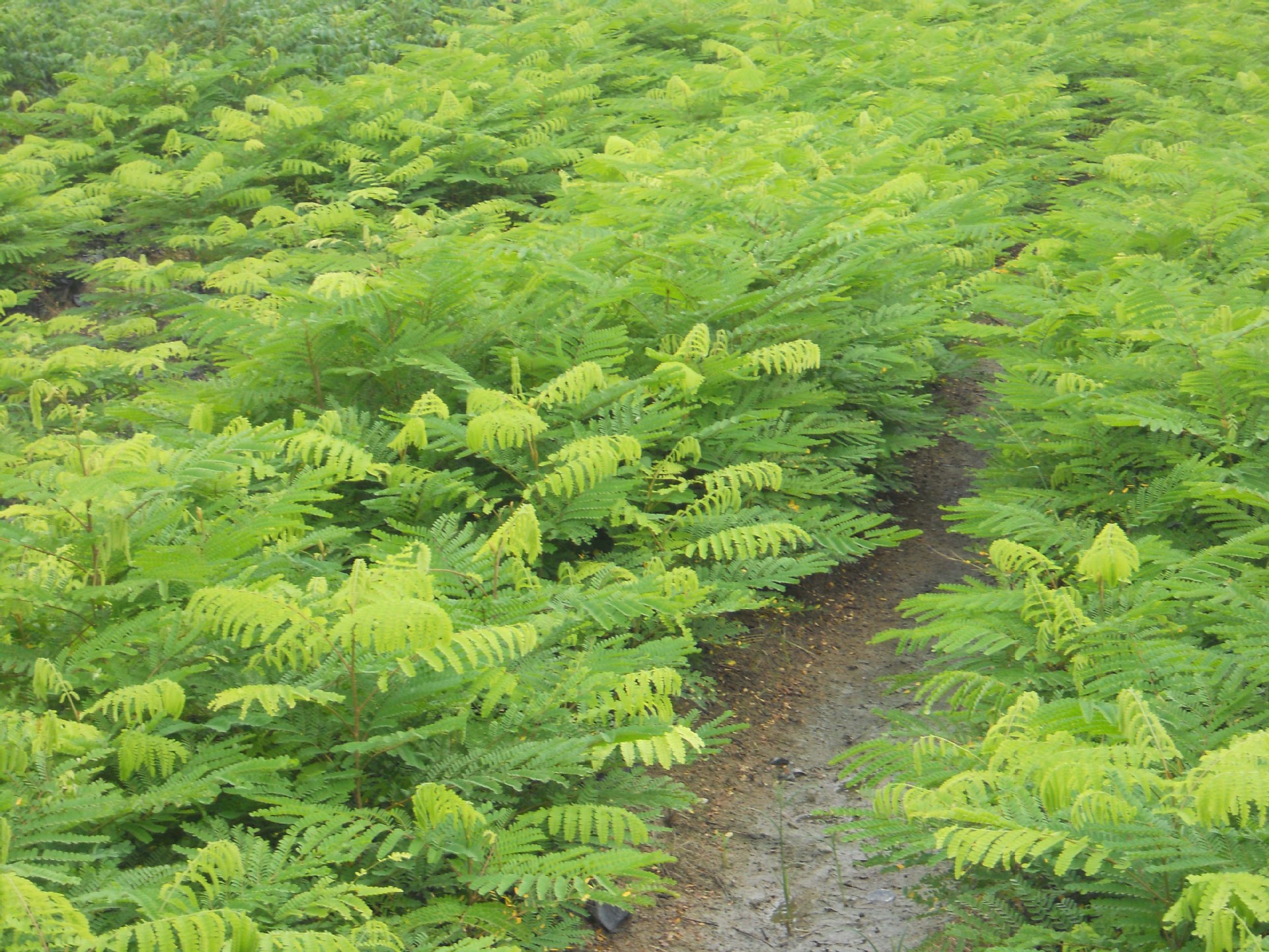 苏木种苗 二年苗龄 中草药类批发 公司大型种植 基地.
