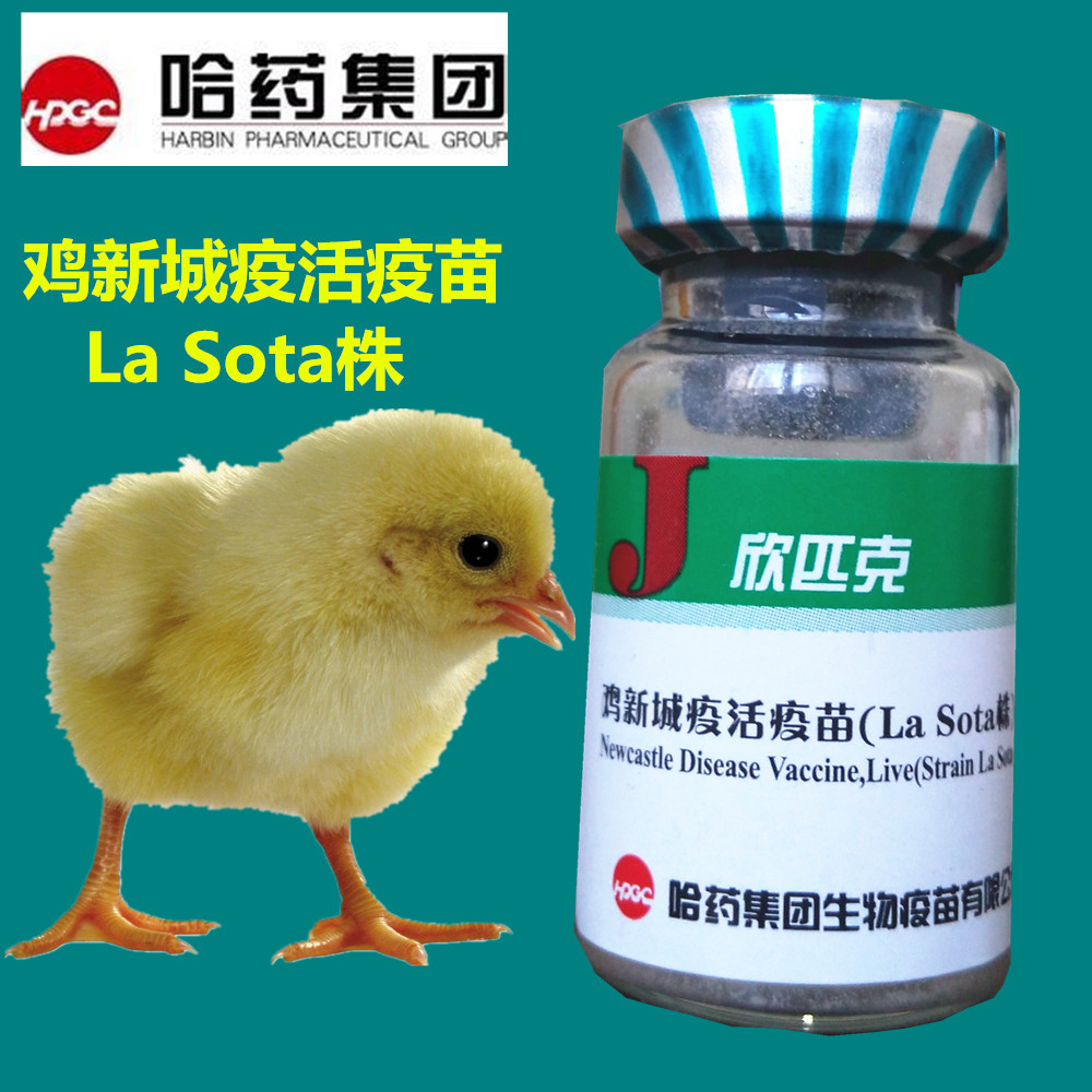 哈药欣匹克 鸡新城疫活疫苗 la sota株 四系 鸡疫苗 鸡新城疫疫苗