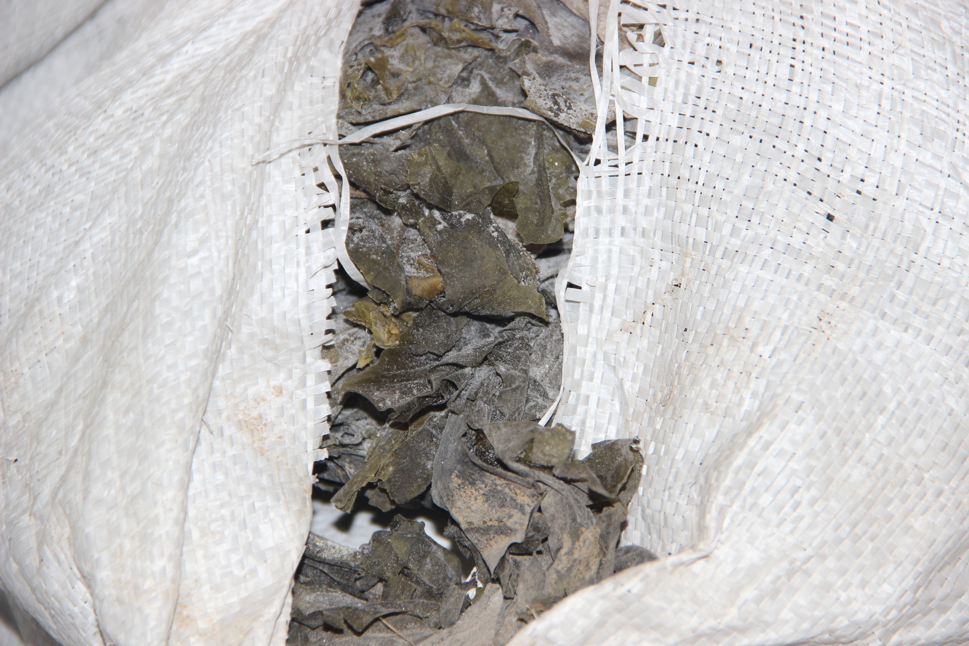 供应食堂专用优质毛海带 网晒无沙 去稍