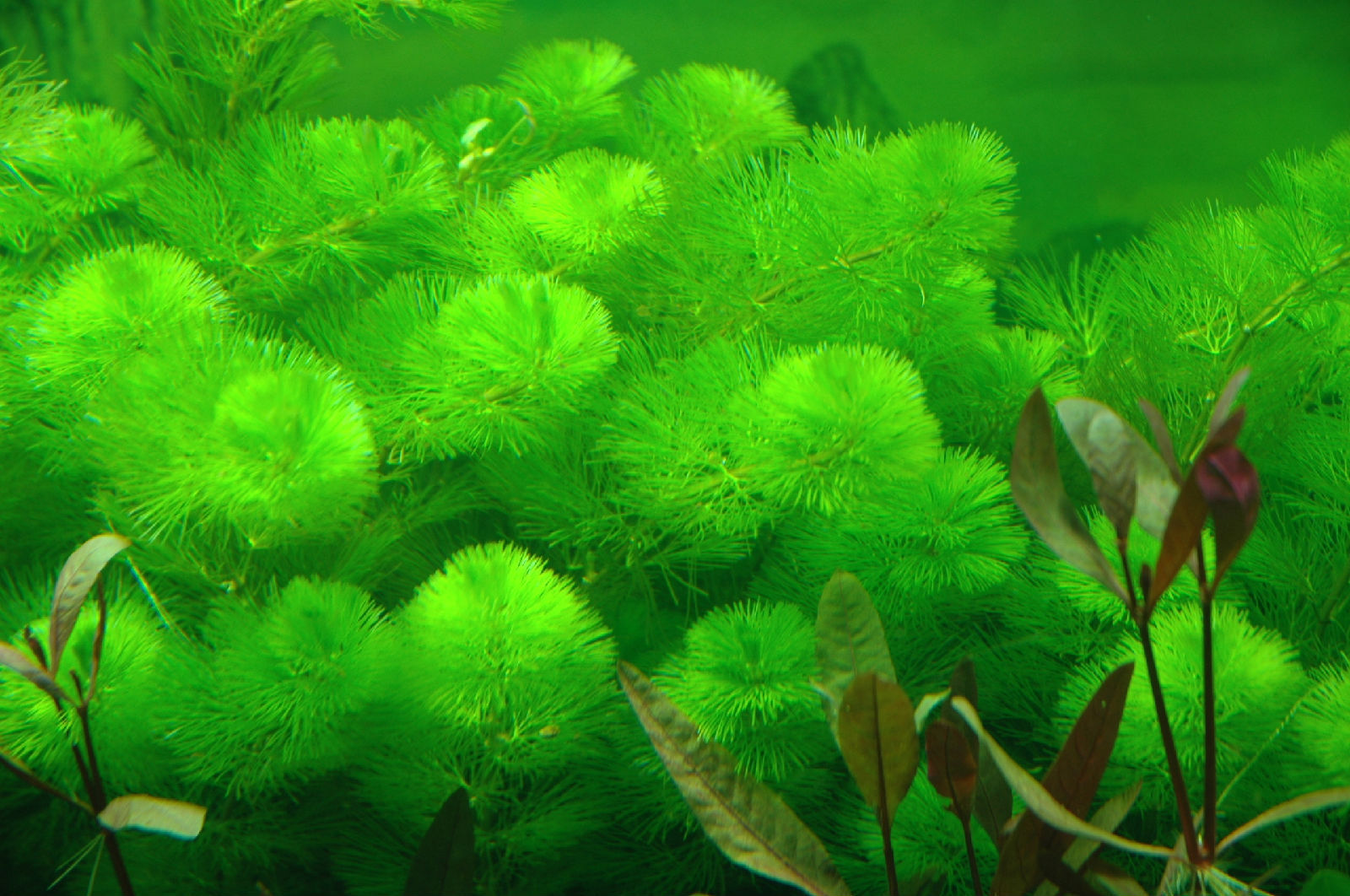 绿菊 真水草批发 活体 观赏水草 鱼缸水族箱造景 装饰 1支