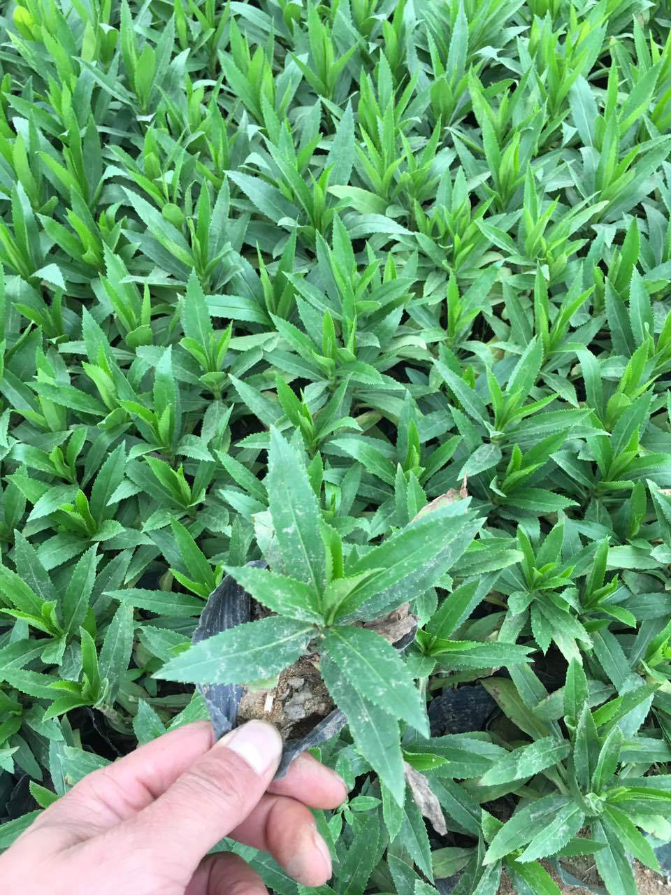 苗圃直销假龙头苗 假龙头种子供应各种草本植物实地看货量大从优