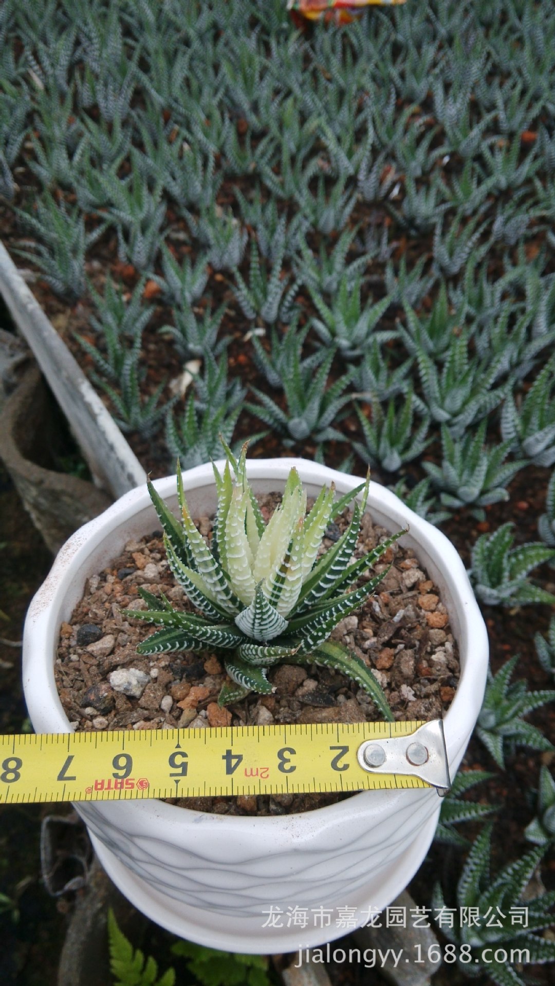 十二镐条纹十二卷锦 盆栽室内 小型雉鸡尾 多肉植物批发 不带刺