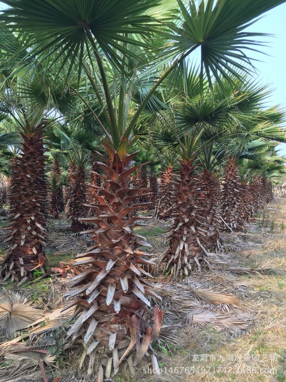 中东(银)海枣,老人葵(华棕),蒲葵,皇后葵,霸王棕,布迪椰子,狐尾椰子