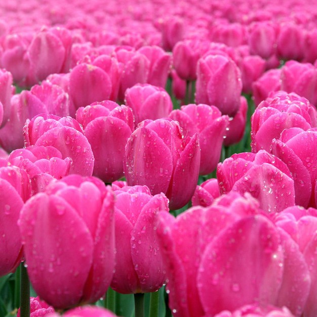 食用玫红色素 玫瑰红色素 玫色 粉色 食用着色剂 食品添加剂