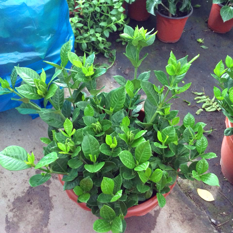 批发小叶栀子花苗 四季栀子花 观花植物四季栀子花苗 量大从优