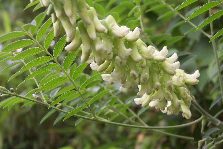 苦参粉苦参浓缩粉地槐浸膏粉