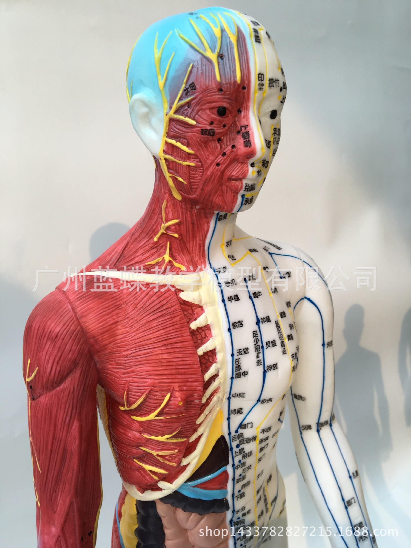60cm标准解剖针灸模型 医用针灸人体模型 超清男女穴位模型