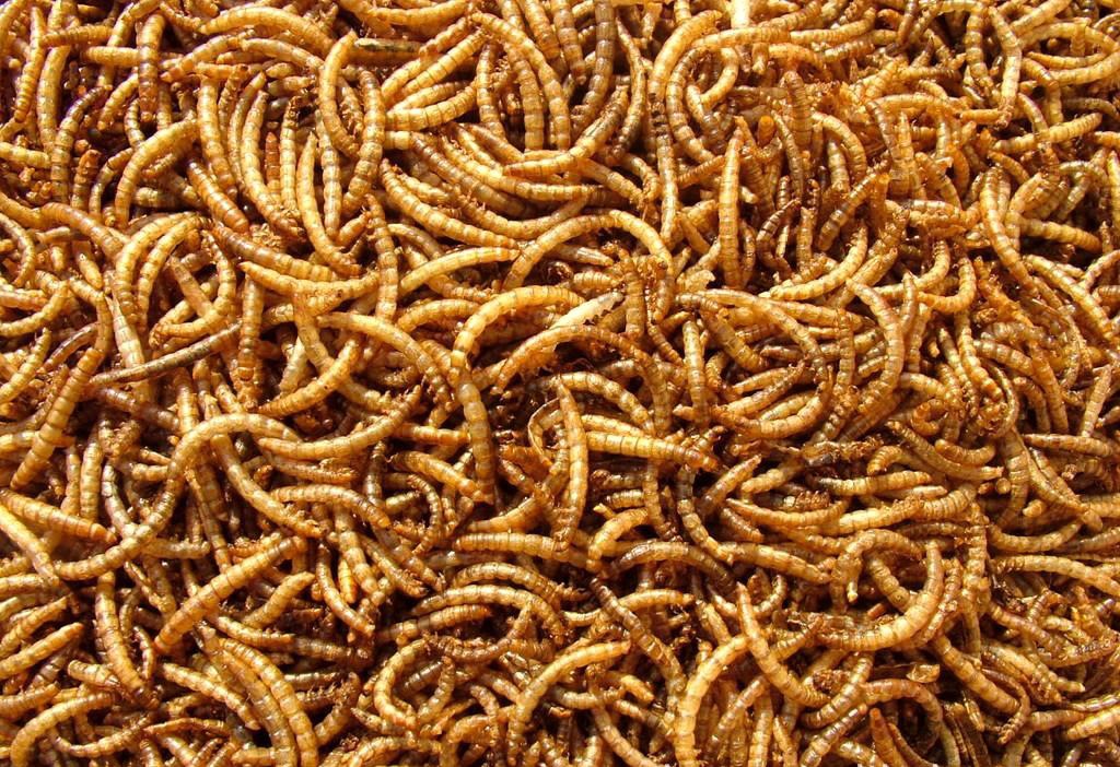 大麦虫干 大量供应长约6cm宽约5mm水分20%的超级面包虫黄粉虫干品