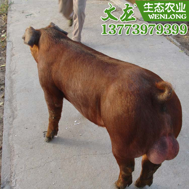 批发杜洛克纯种公猪长白大约克杜洛克种公猪基地专业养殖