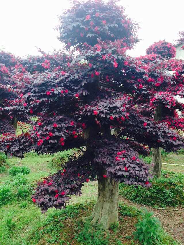 基地直销 造型红继木 高杆苗木 庭院观赏植物 价优质优 欢迎咨询