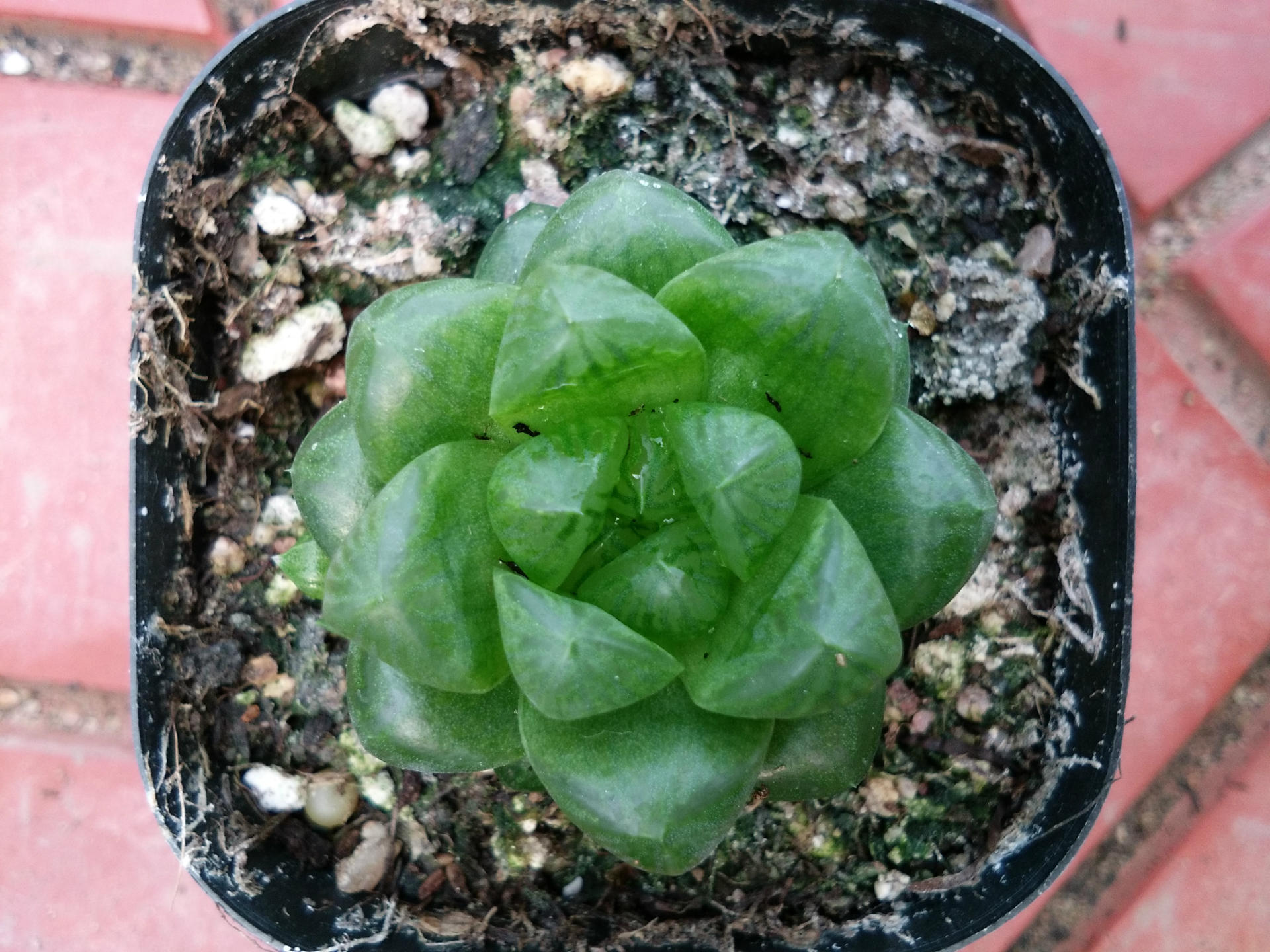 基地直发 多肉植物 批发 水晶玉露 可带盆发货 办公室盆栽