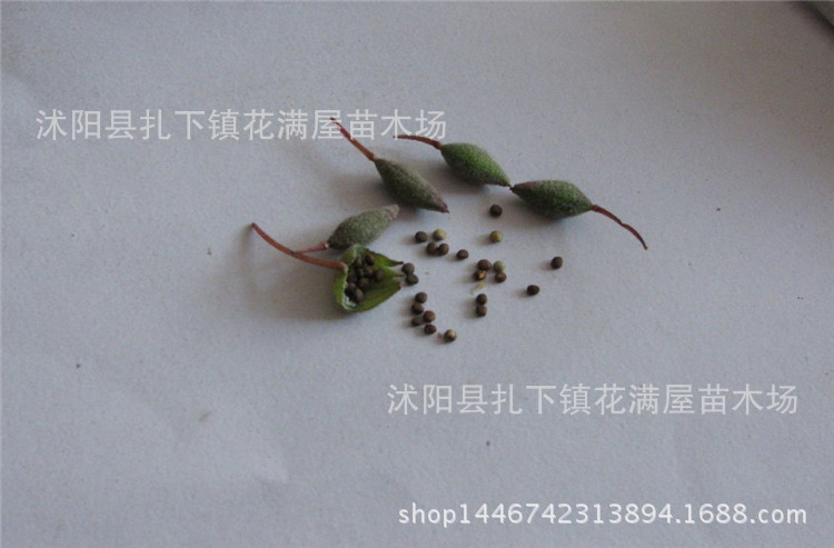 批发优质草本花卉种子 凤仙花种子 观赏植物 药材花卉 易种.