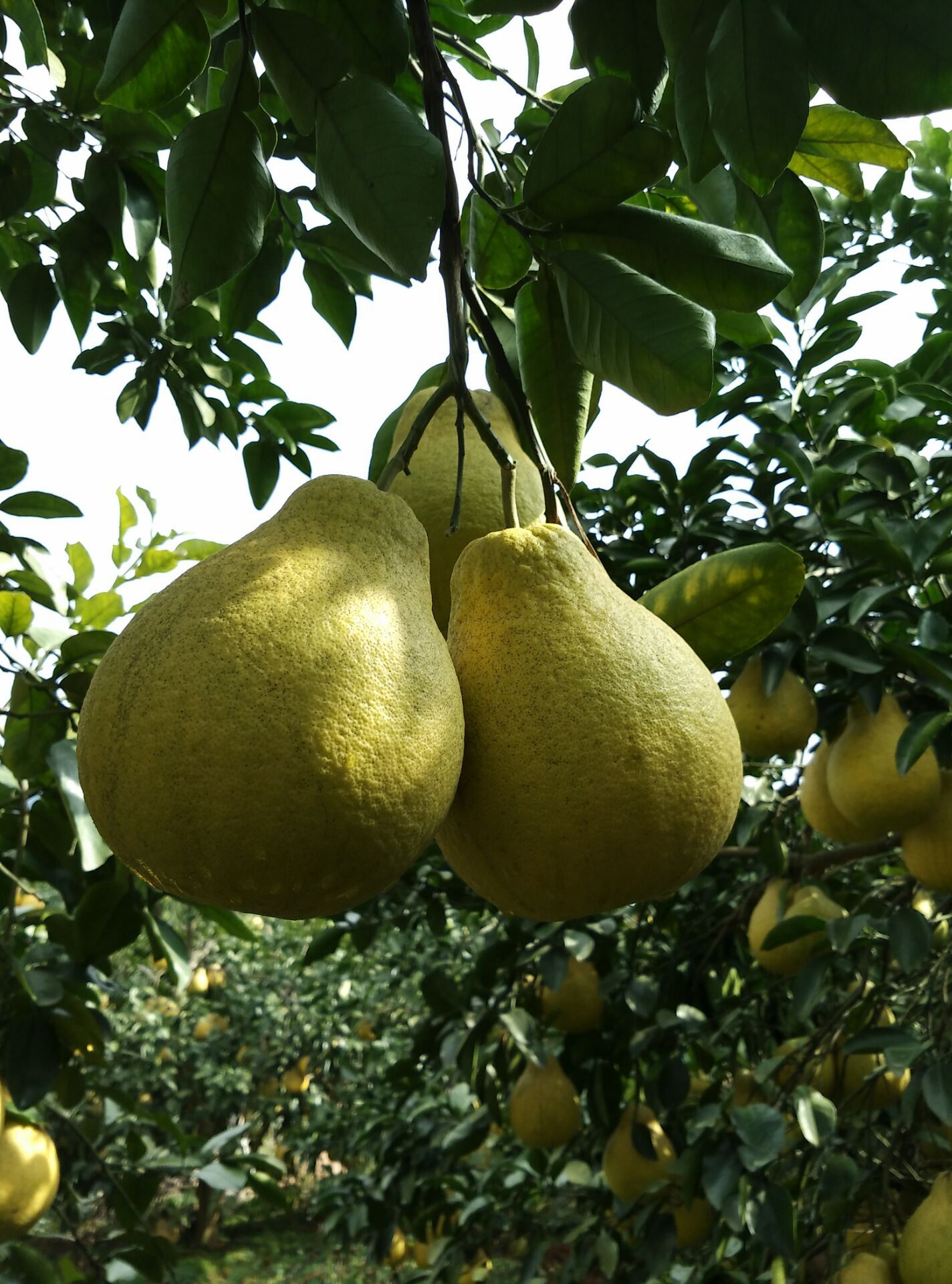 八个装赣南沙田柚 南康甜柚 白肉蜜柚 产地柚子绿色水果一件代发