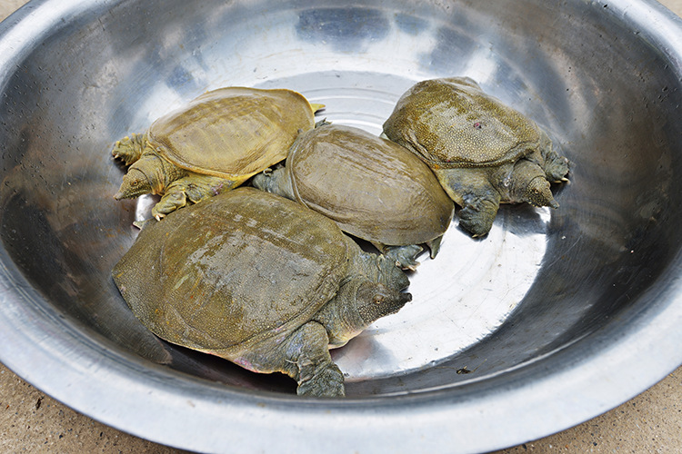 生态甲鱼水中精 厂家直销人工淡水养殖鲜活水产品中华鳖 甲鱼