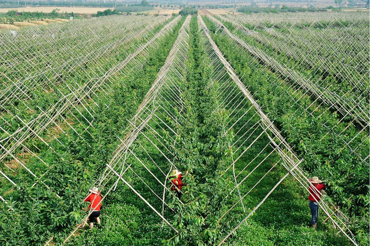 樱桃树有哪些苗种植技术