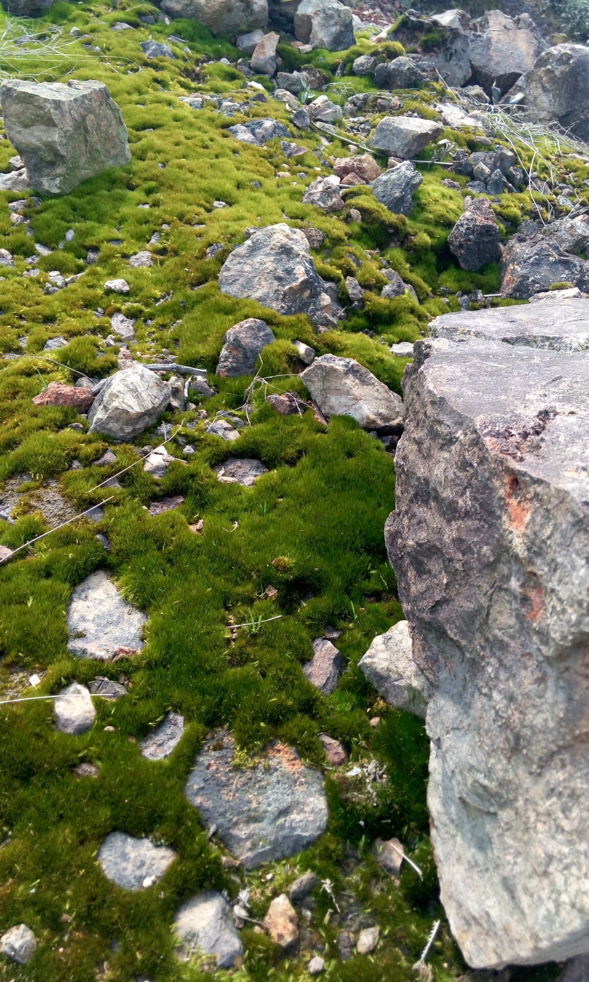 微景观苔藓批发 野生青苔庭院造景 背景植物墙 水陆缸假山苔藓