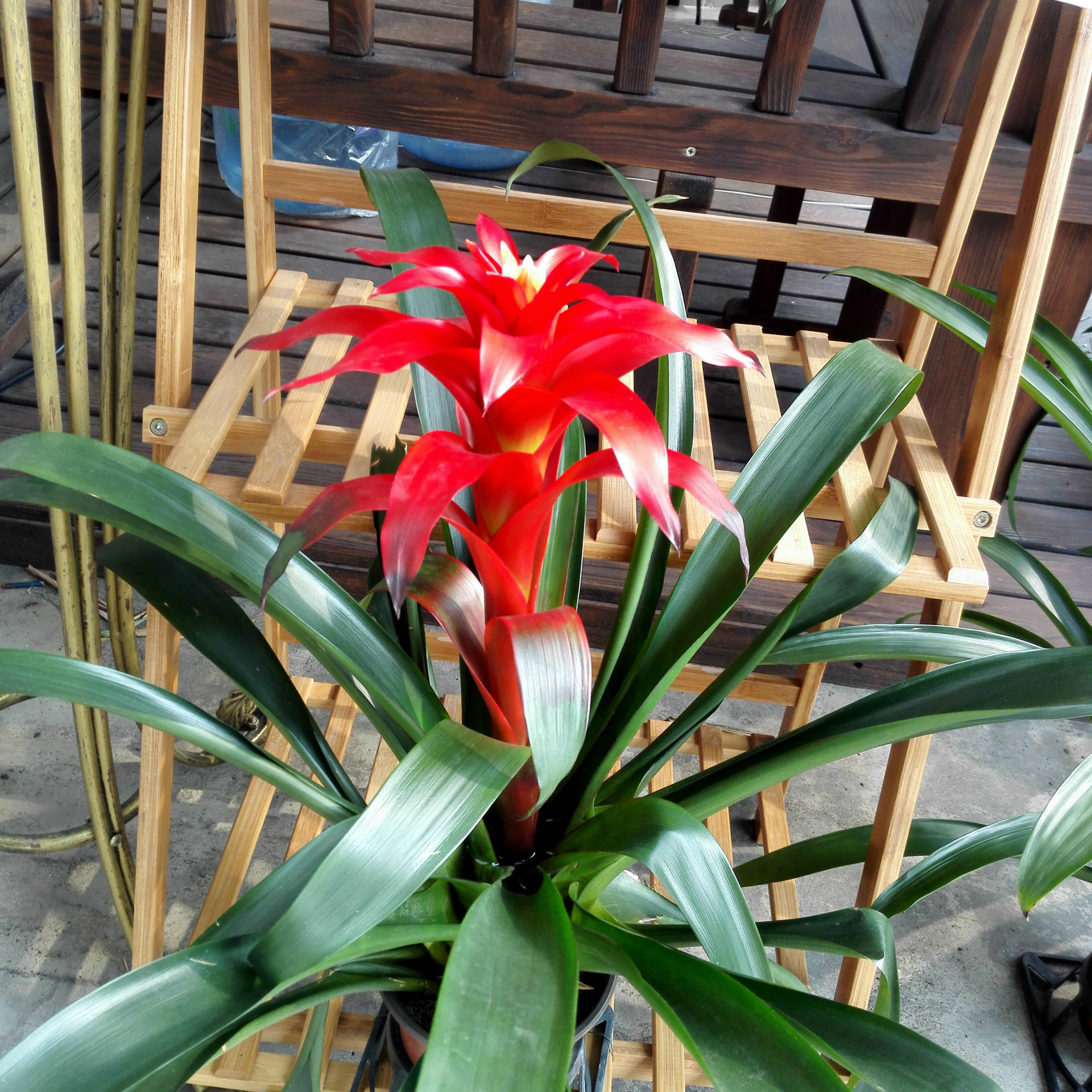 平头红凤梨,植株莲座状,中央有一蓄水的水槽;叶宽带状,绿色,边缘无齿