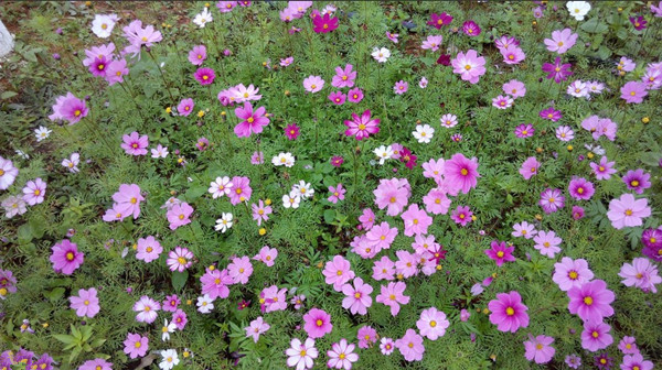 户外景观 混色波斯菊种子 耐阴耐旱 四季播种 格桑花种 提供发票