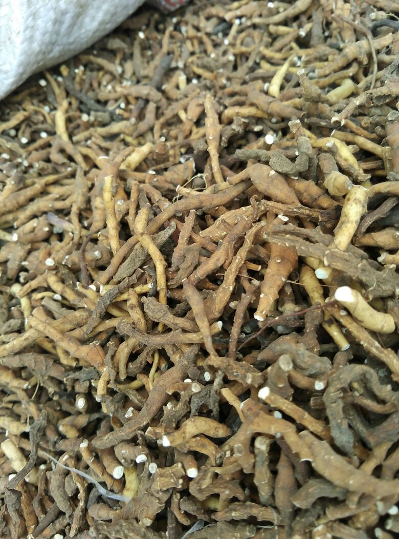 x236批发中药材优质无硫 九节菖蒲 京菖蒲 节菖蒲 品质保证