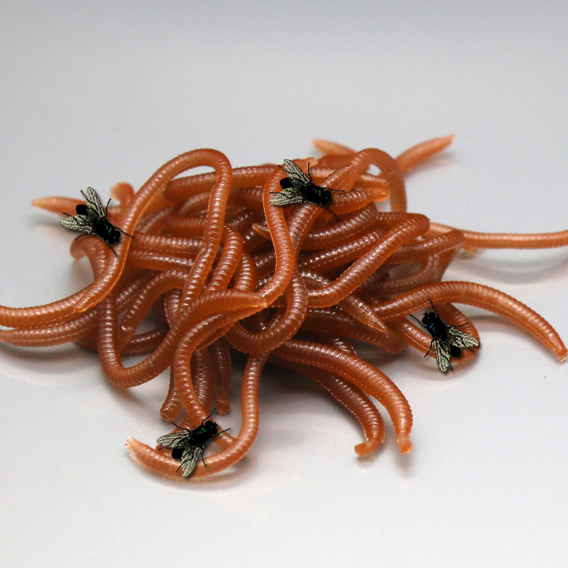 20g腥味盒子鱼饵沙蚕海蚯蚓面包虫腥香玉米粒通用型软饵厂家直供