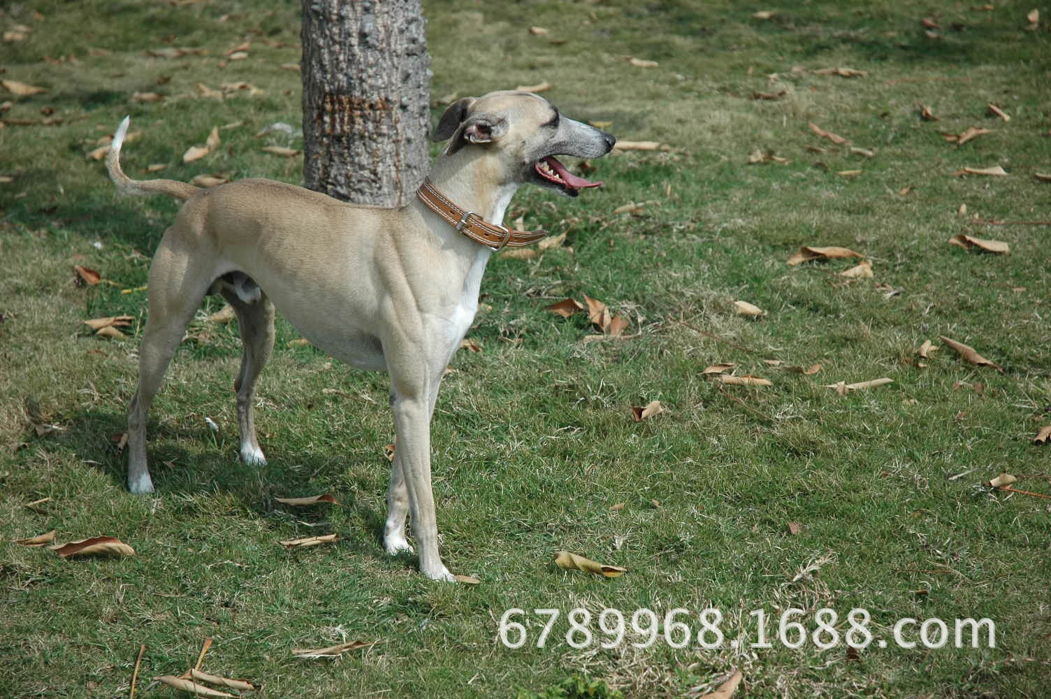 灵缇犬两月大多少钱 灵缇犬幼犬耳朵是啥样