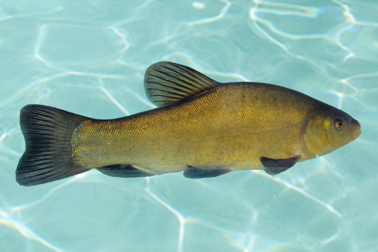 批发供应丁桂鱼苗,优质淡水养殖丁桂鱼