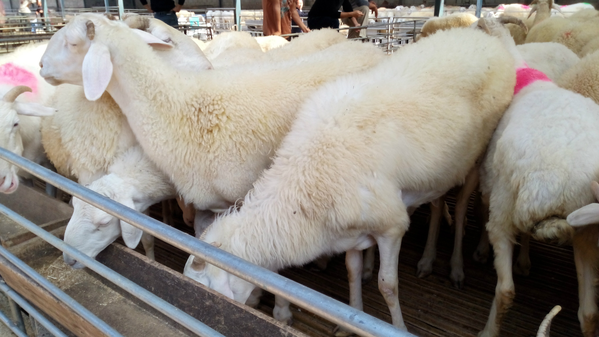 小尾寒羊种羊 适合农村养殖肉羊品种 小尾寒羊母羊价格