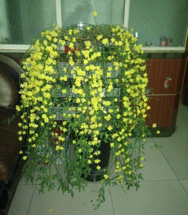 批发迎春迎春苗初春使者迎春花工程绿化苗攀援花卉迎春