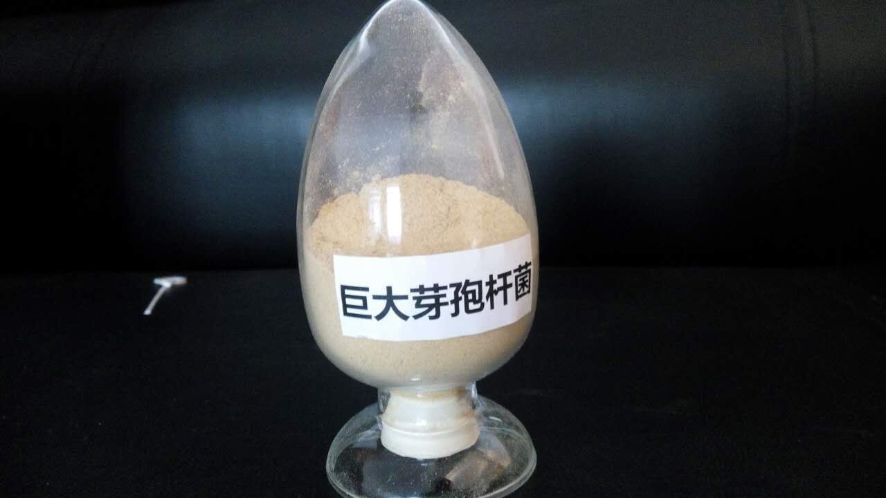 巨大芽孢杆菌,厂家直销芽孢杆菌,农业专用