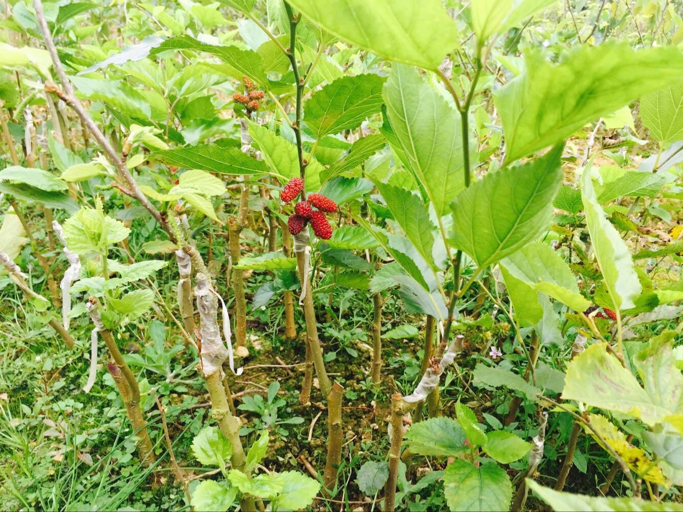 基地供应台湾长果桑嫁接树苗 超级长桑葚树苗 南方果树批发