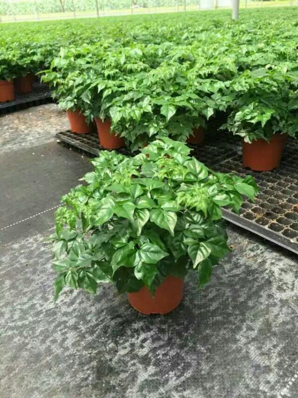 基地直销绿色盆栽植物小富贵幸福树室内办公室绿植吸甲醛