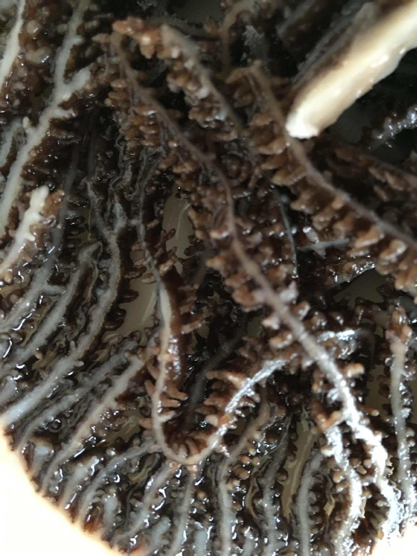 四川火锅精品水煮白牛百叶鲜毛肚千层肚厂家批发火锅店