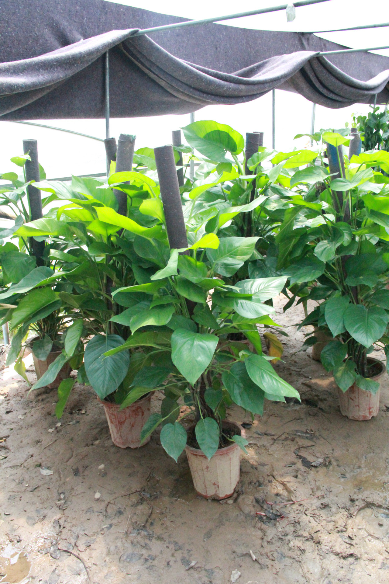 大叶绿萝 绿萝桩盆栽 室内大型盆景 观叶植物 净化空气 绿萝盆栽