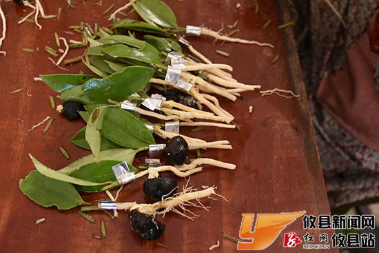 攸县中国油茶之乡油茶嫁接忙