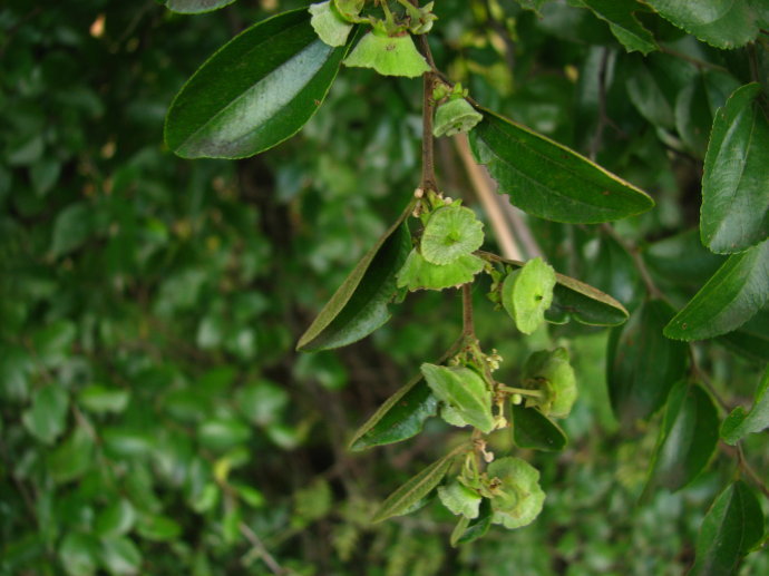 【品名】马甲子 【别名】铁菱角,铁篱笆,马甲刺