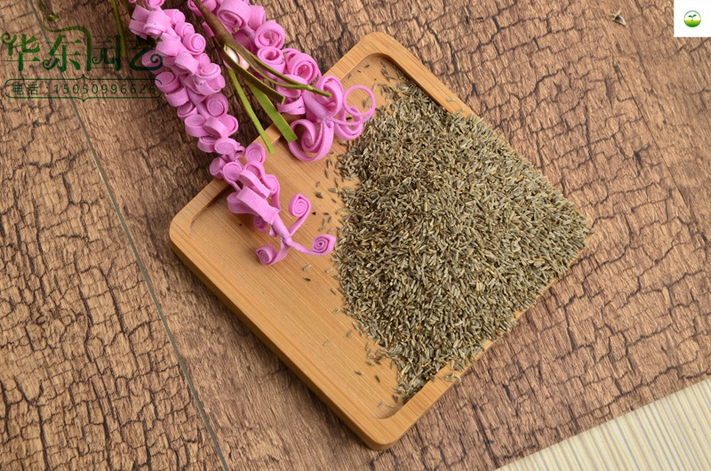 批发林木种子景观 花卉种子大滨菊种子 别名 西洋滨菊 大滨菊