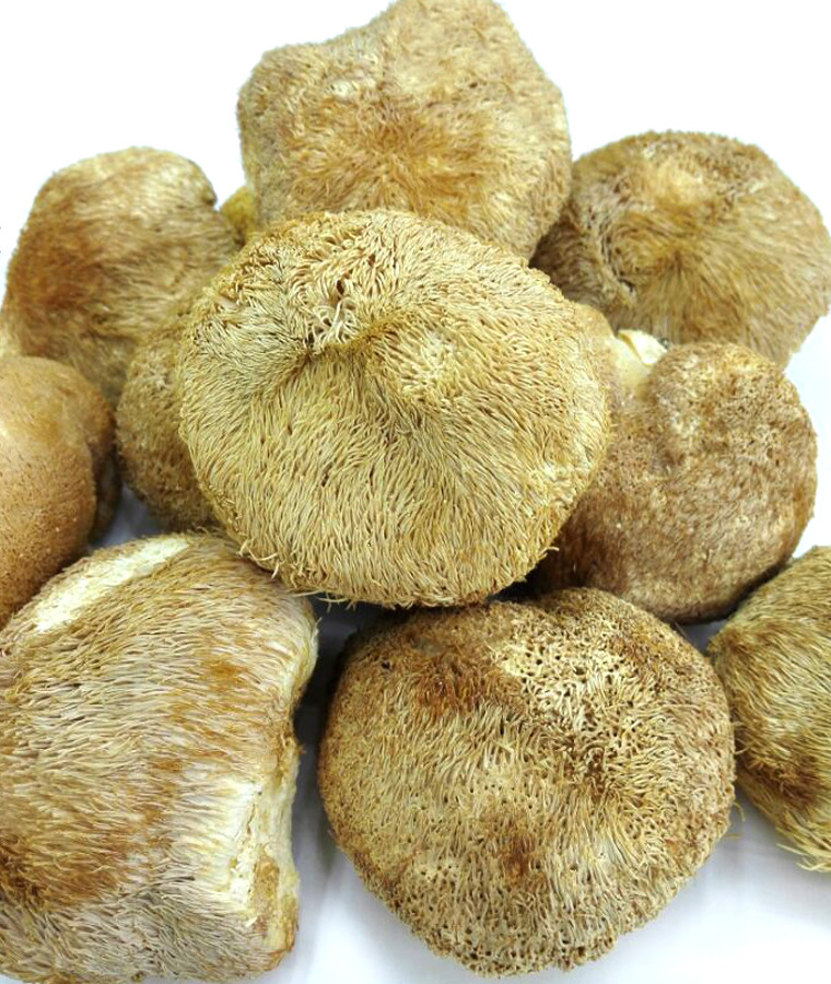 猴头菇 无硫大个刺猬菌 优选品质 产地直供 邓氏中药材批发